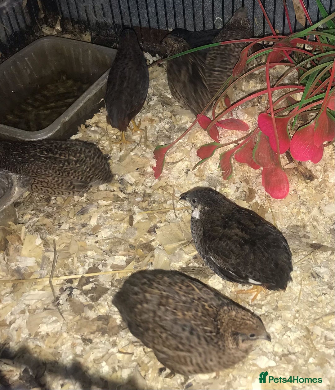 Quail poultry for sale: QUAIL EGGS/CHINESE PAINTED BUTTONS ! - Advert 21