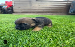 Border Terrier dogs for sale: Border Terrier Puppies  - Image 5