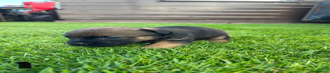 Border Terrier Puppy 1