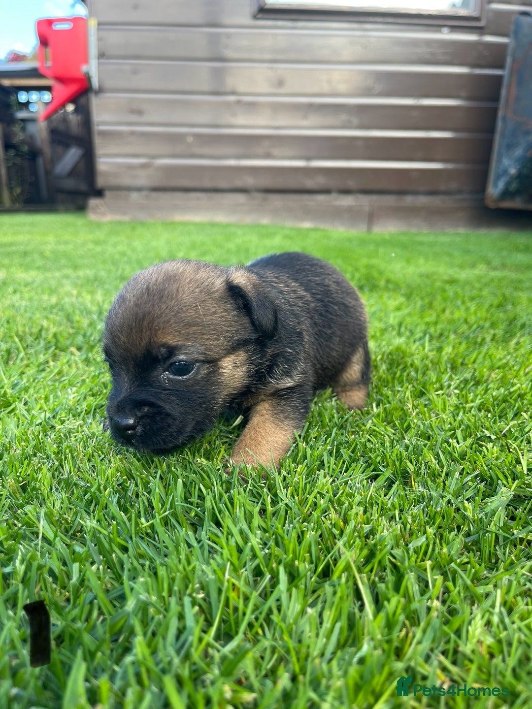 Border Terrier dogs for sale: Border Terrier Puppies  - Image 5