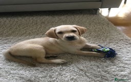 Labrador Retriever dogs for sale: Labrador Retriever  - Image 3