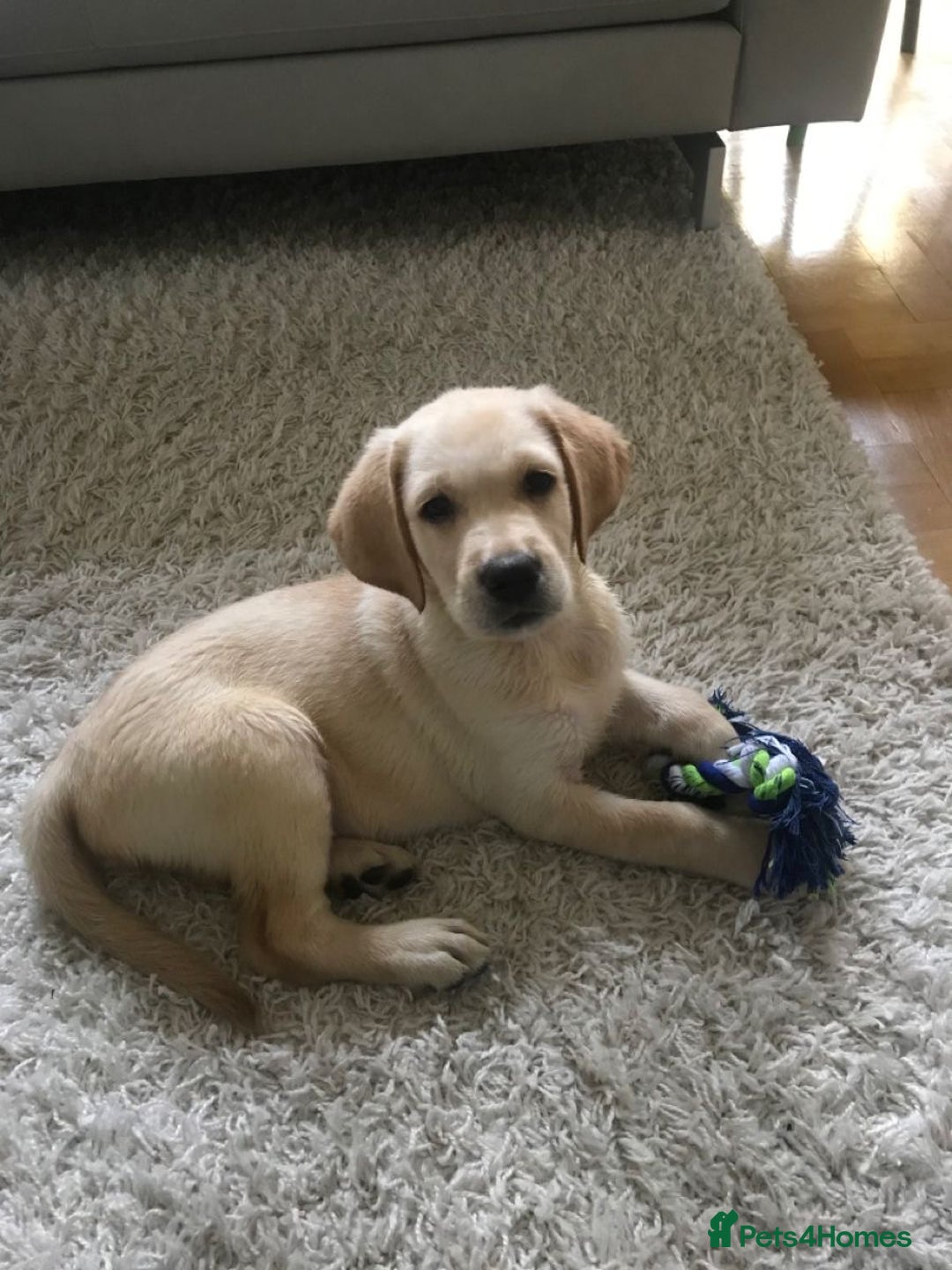 Labrador Retriever dogs for sale: Labrador Retriever  - Image 3