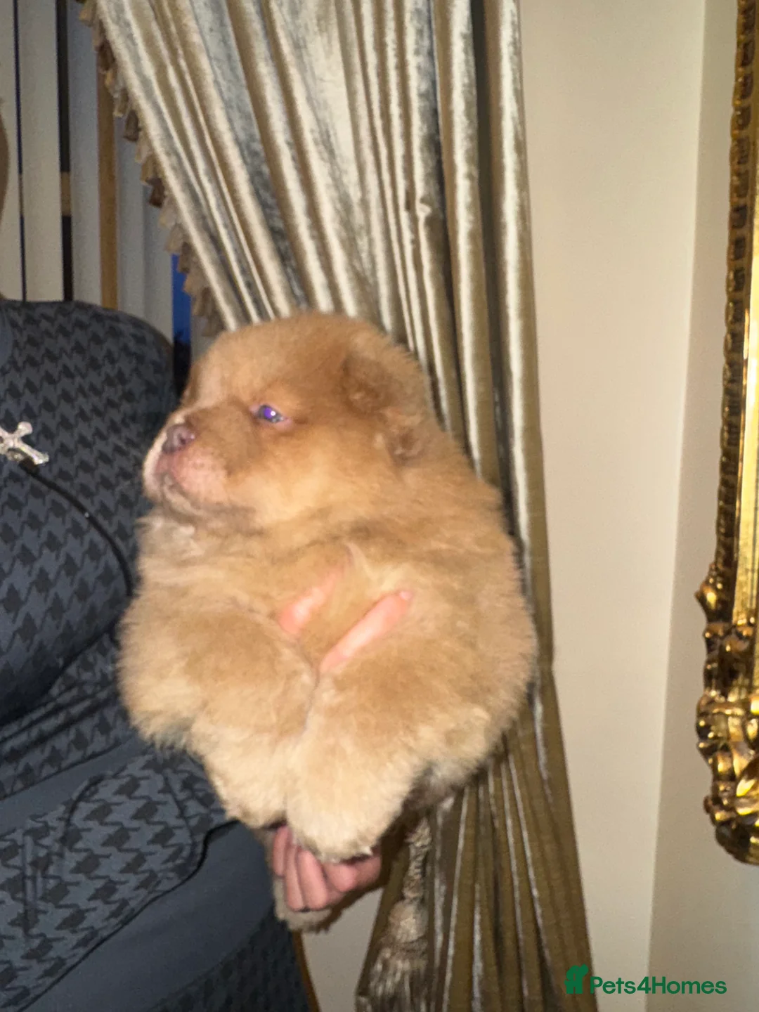 Chow Chow dogs for sale: 3 beautys left ⭐️  - Advert 11