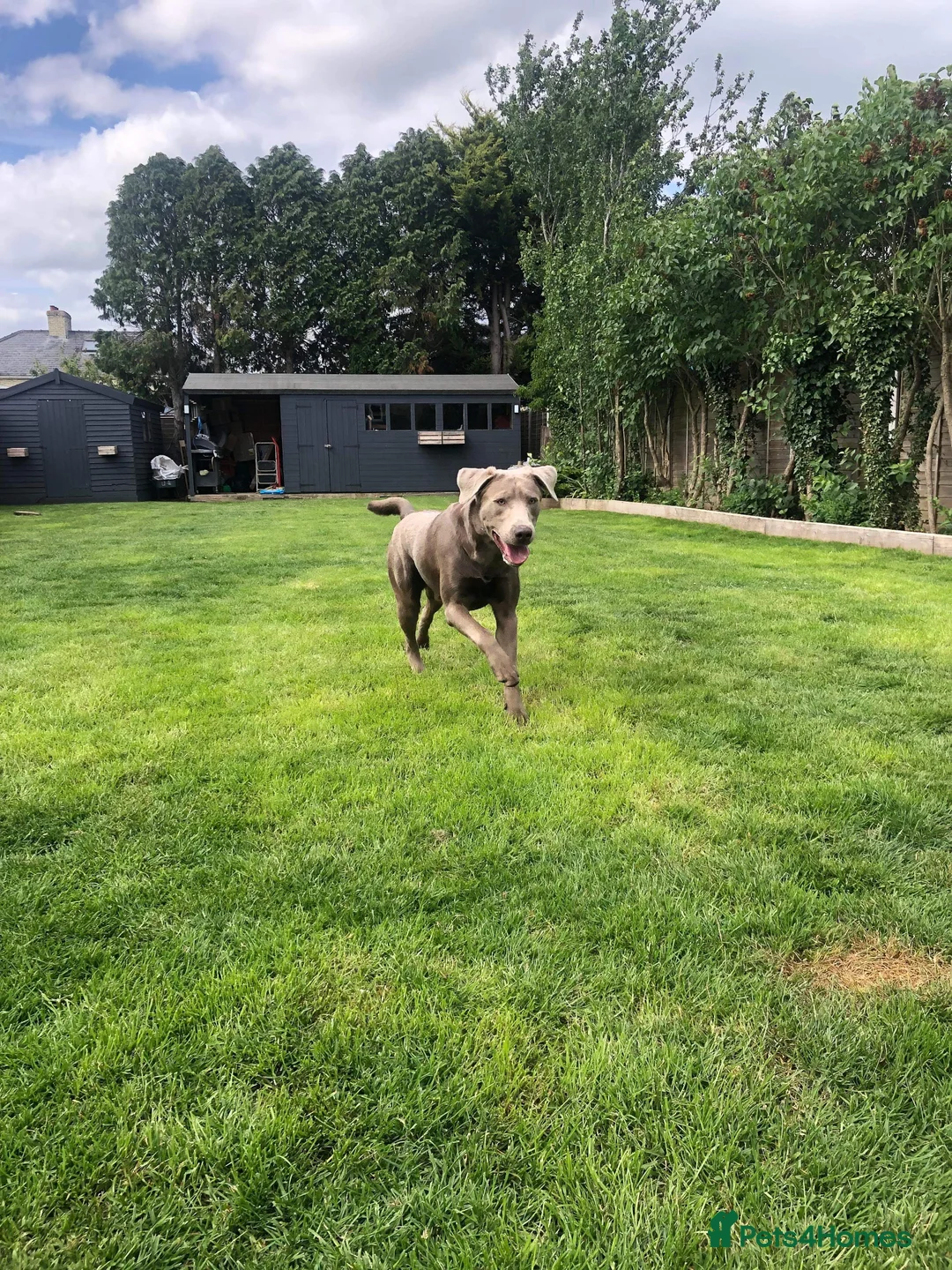 Labrador Retriever dogs for stud: Championship lines, KC silver lab stud 0.0% COI in Cambridge - Advert 13