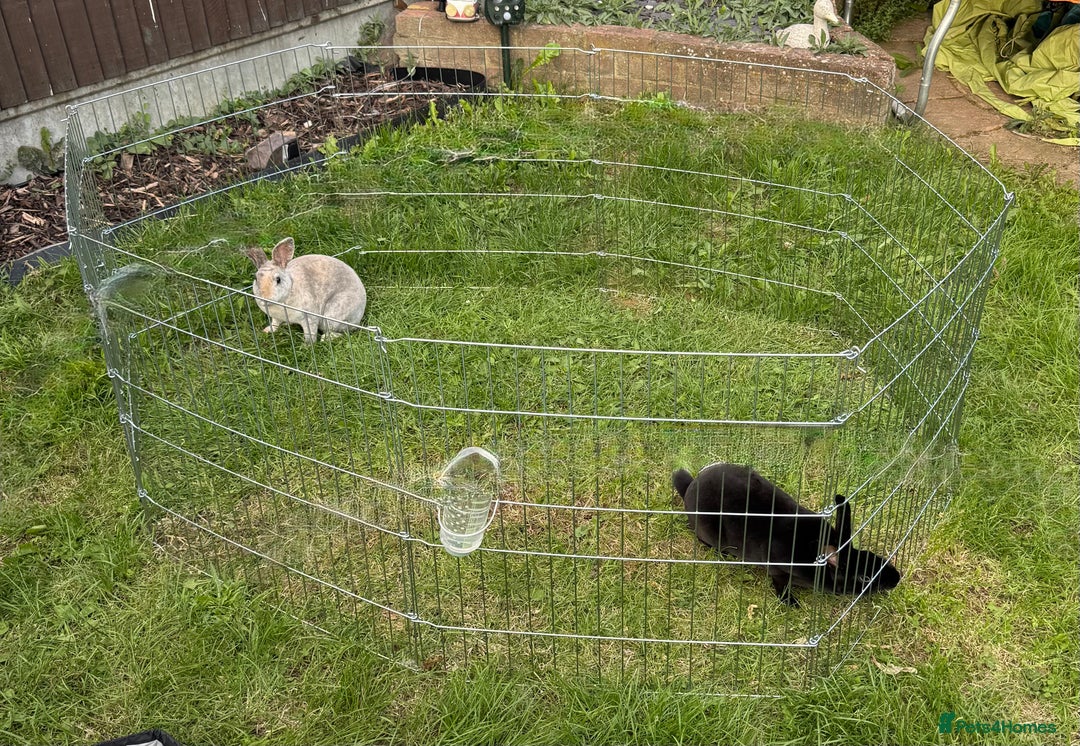 Rex rabbits for sale: 2 x miniature Rex  - Image 1