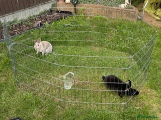 Rex rabbits - Advert 25