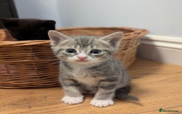 Domestic Shorthair cats for sale: 7 kittens are looking for new home - Image 3