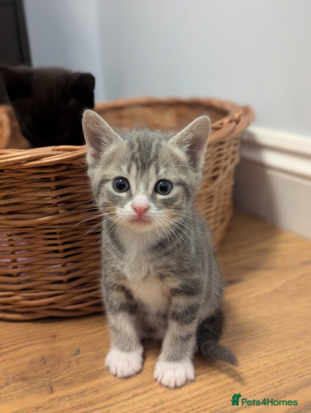 Domestic Shorthair cats for sale: 7 kittens are looking for new home - Image 3