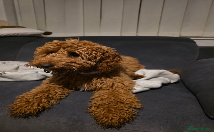 Cockapoo dogs - Advert 2