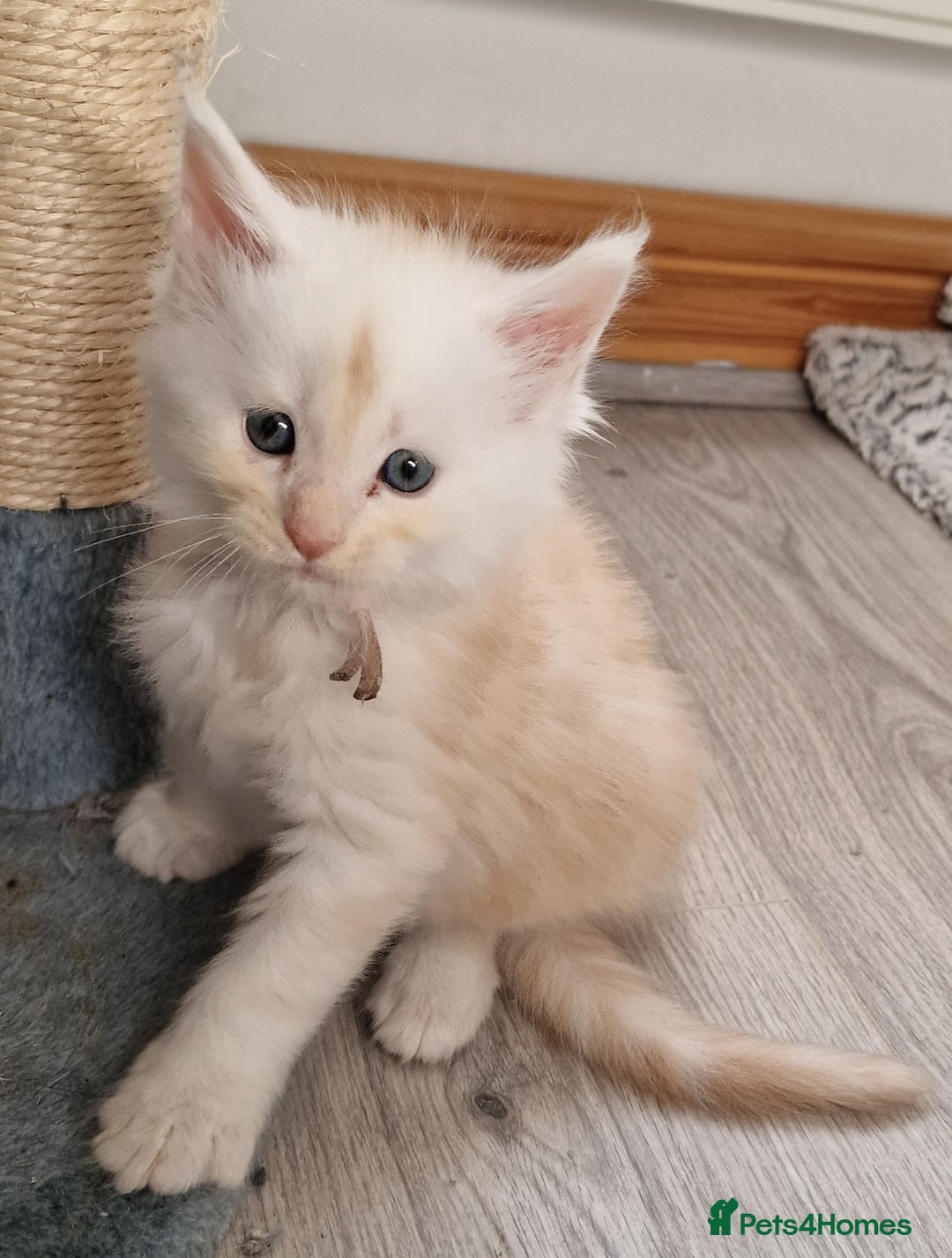 Maine Coon cats for sale: Beautiful Fluffy Maine Coon Kittens - Image 7