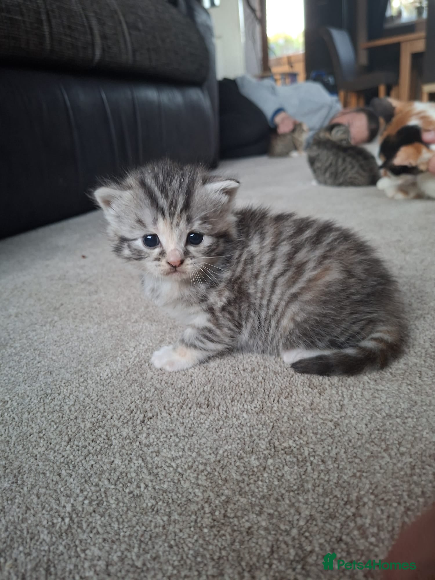British Shorthair cats 5 Fluffy Tigers - Advert 1