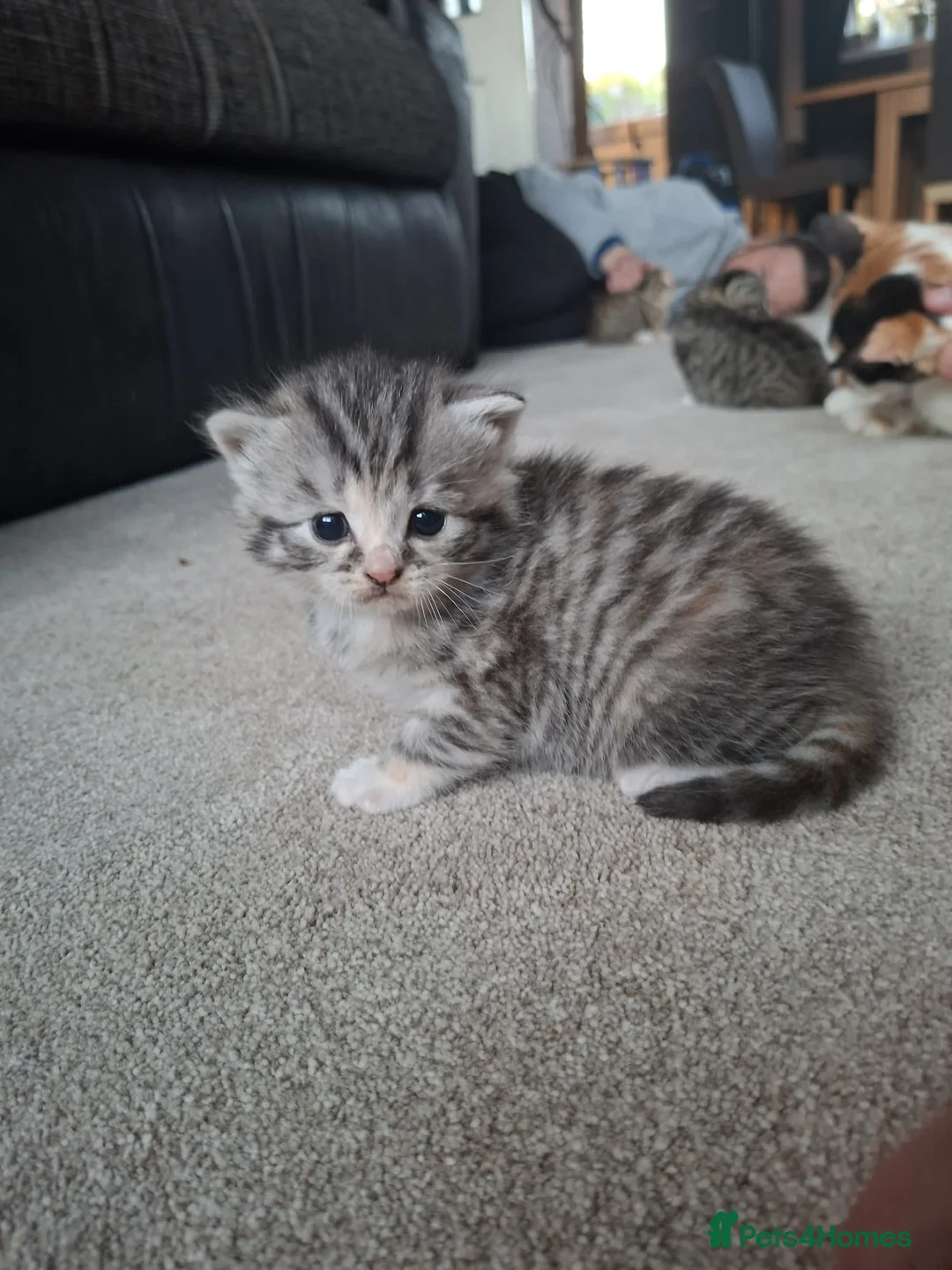 British Shorthair cats for sale: 5 Fluffy Tigers - Advert 1