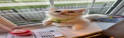 Persian cats for sale: BOY LEFT  - Advert 9