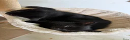 Mixed Breed cats for sale: 5 Beautiful Black Mixed Breed Kittens - Advert 13