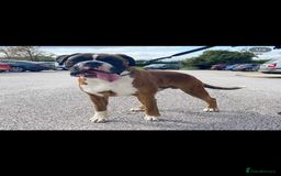 Boxer dogs for stud: KC REGISTERED BRINDLE & WHITE PROVEN STUD.   in Mexborough - Image 11