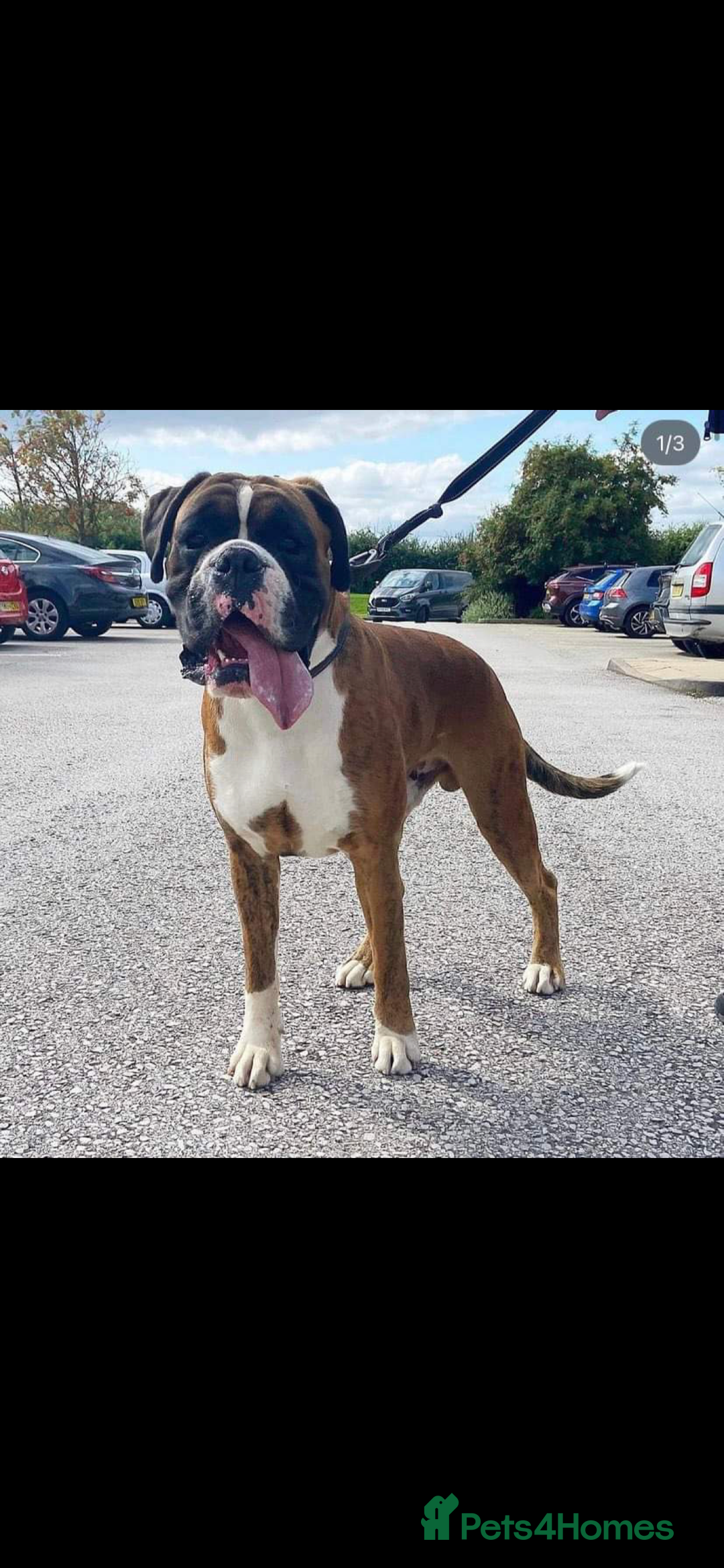 Boxer dogs for stud: KC REGISTERED BRINDLE & WHITE PROVEN STUD.   in Mexborough - Image 11