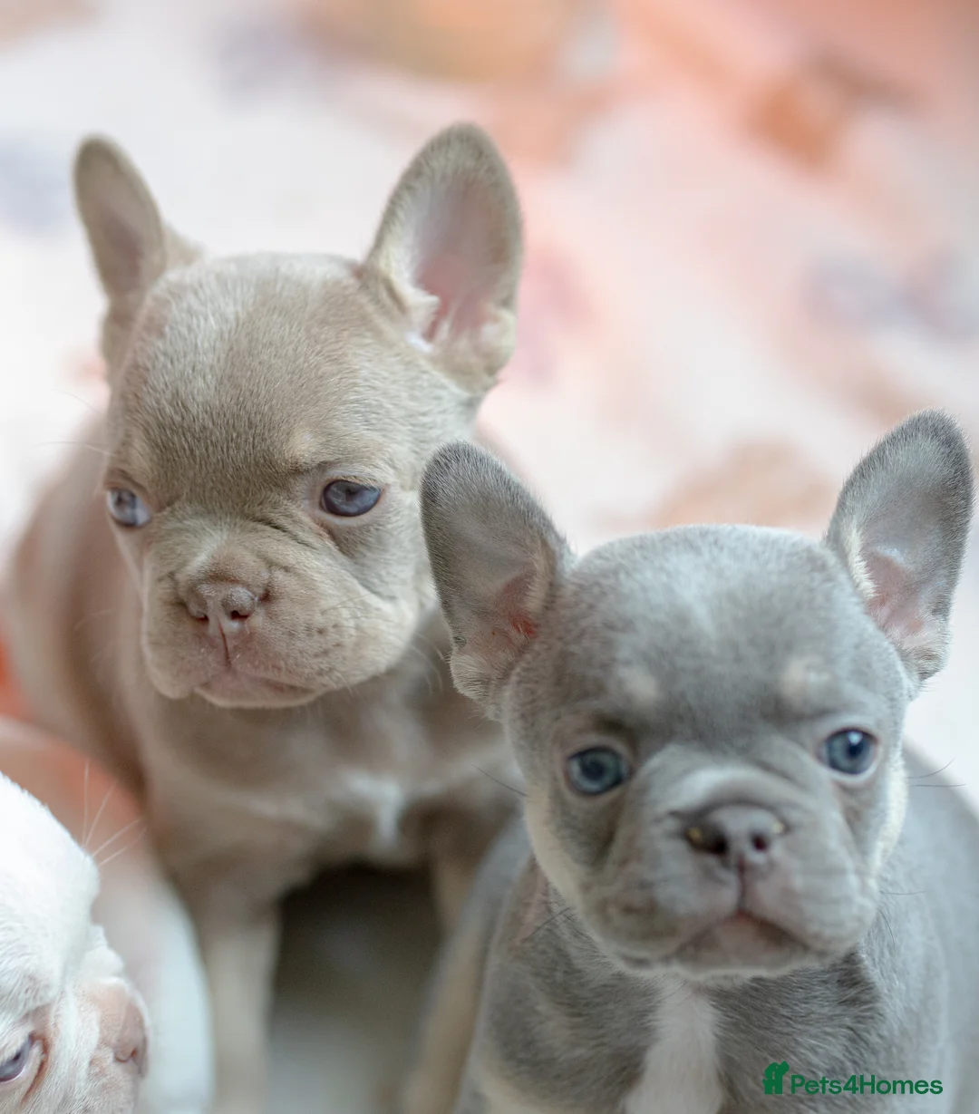 French Bulldog dogs for sale: KC registered new shade French Bulldog puppies - Advert 2