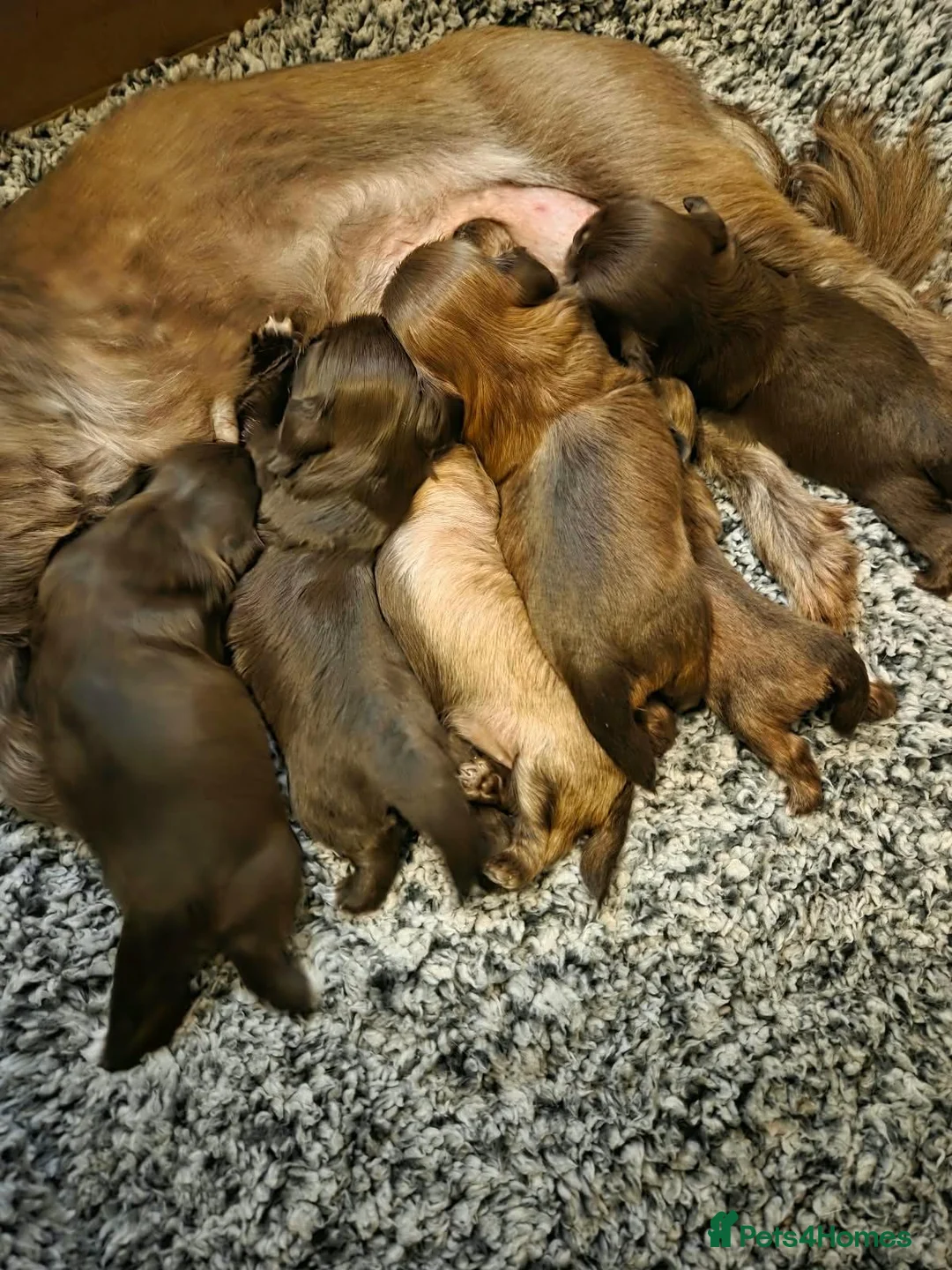 Shih Tzu dogs for sale: Imperial shih tzu babies in Barnsley - Advert 2