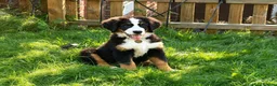Bernedoodle dogs for sale: Meet Atlas  in Ferryside - Advert 13