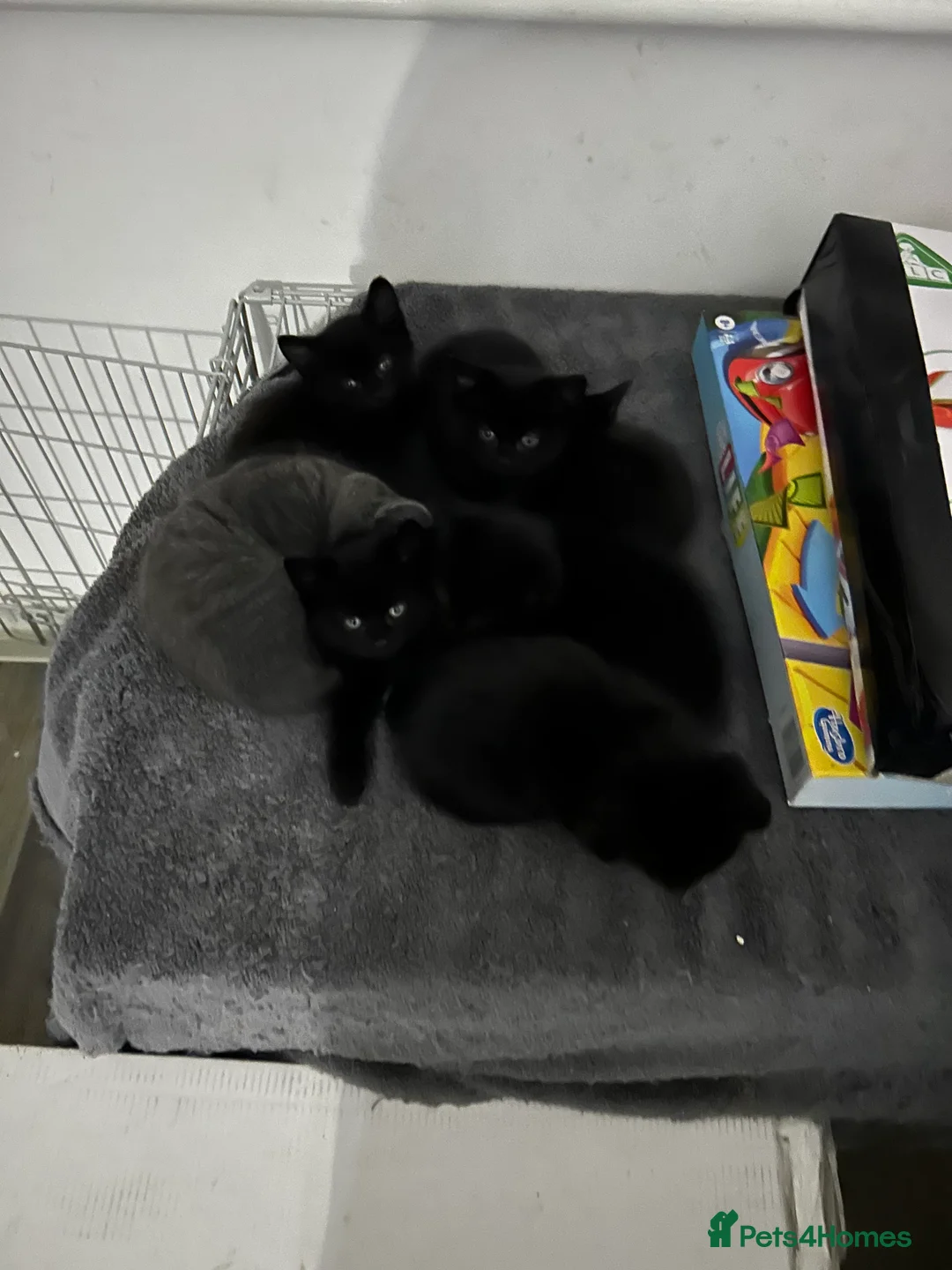 Mixed Breed cats for sale: Kittens  - Advert 6