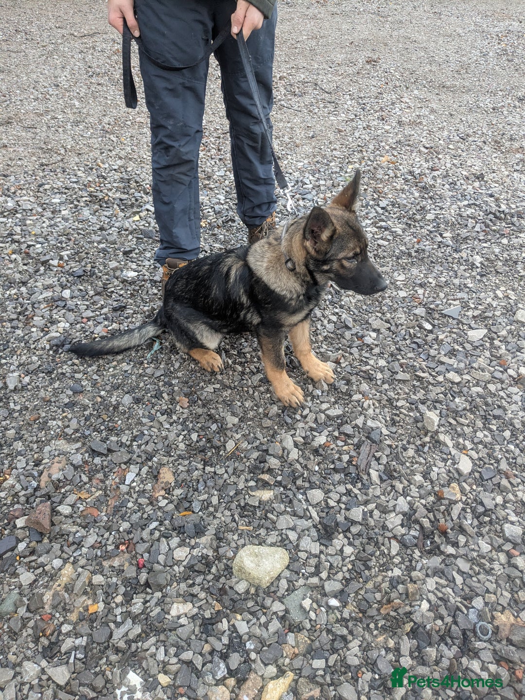 German Shepherd dogs for sale: German shepherd girl - Advert 1