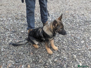 German Shepherd dogs German shepherd girl - Advert 1