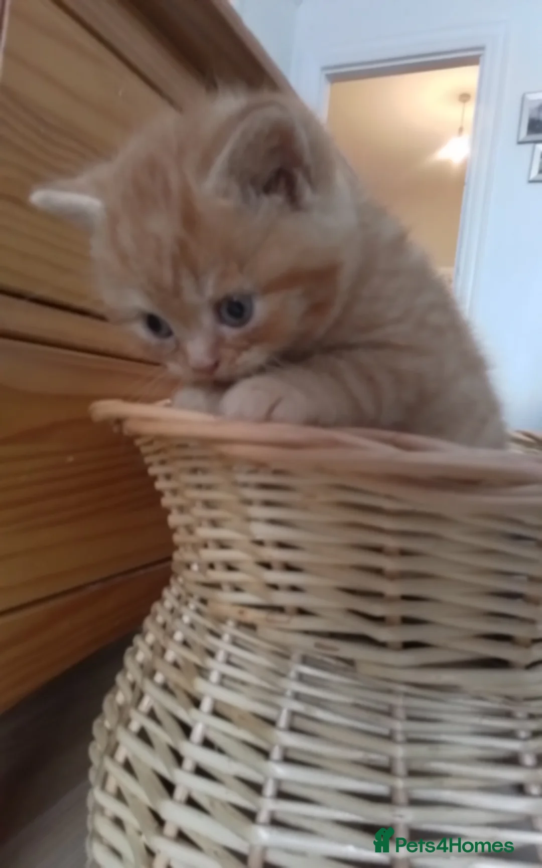 British Longhair cats for stud: British Longhair for Stud - Advert 9