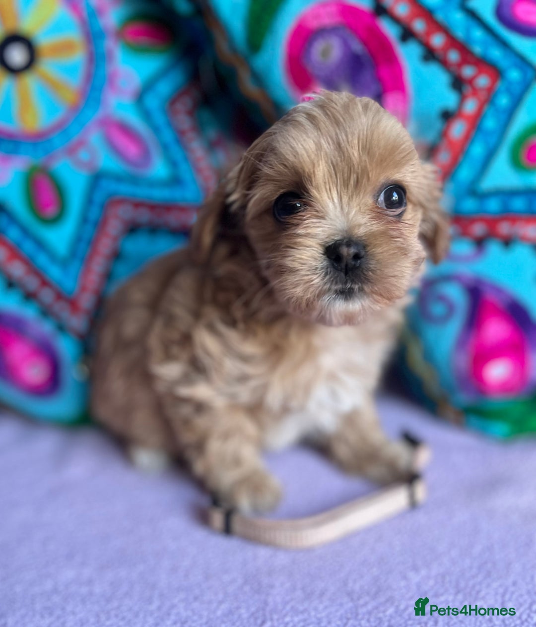 Maltipoo dogs for sale: Stunning Malticavapoo puppies NORTH STAFFORDSHIRE - Image 21