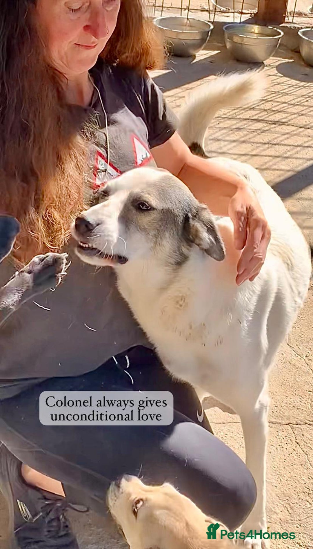 Mixed Breed dogs for adoption: Colonel, 5 yrs approx. Available for adoption  - Image 19