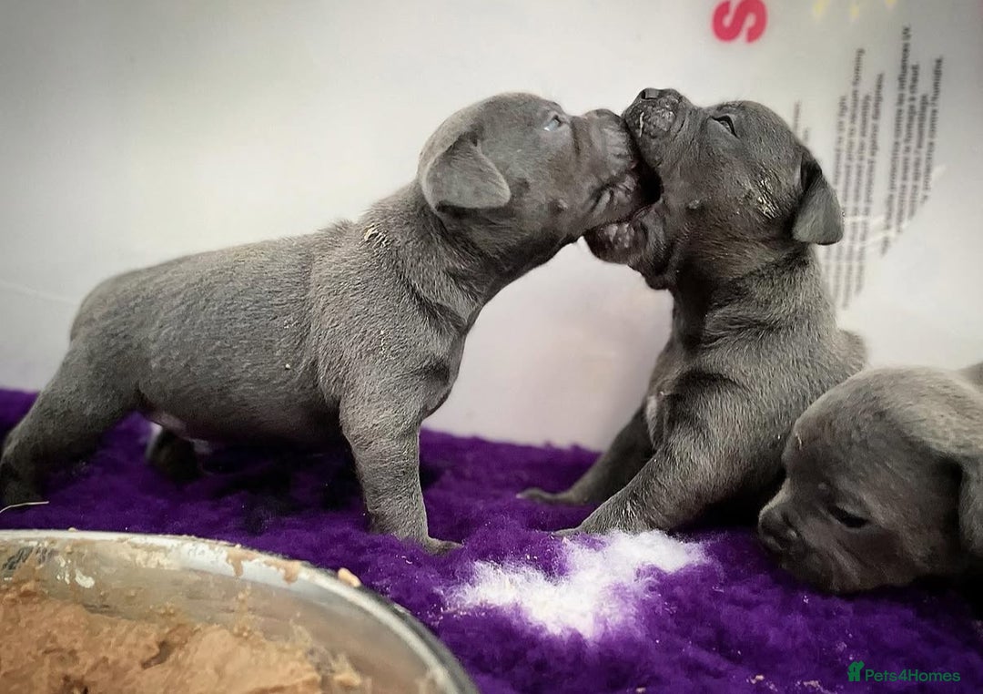 Staffordshire Bull Terrier dogs for sale: Outstanding KC blue Cubs Available! 4.8% coi! - Image 5