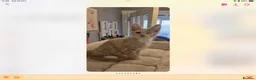 Maine Coon cats for sale: Very Special Boy, Please read. - Advert 4