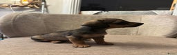 Dachshund dogs for sale: Tweenie Dachshunds  - Advert 7