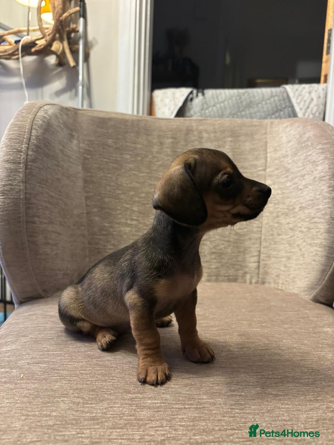 Dachshund dogs for sale: Tweenie Dachshunds  - Advert 7