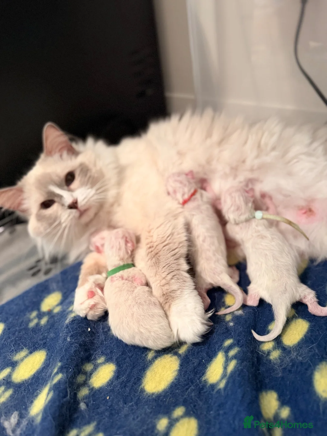 Ragdoll cats for sale: GCCF Active ragdoll Queen Lilac mitted  - Advert 2