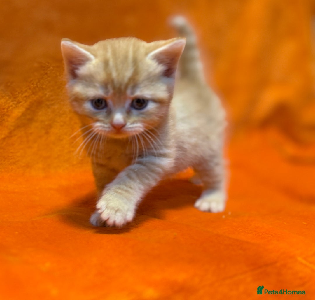 Scottish Fold cats for sale: 🩵Gorgeous Scottish Fold and Straight kittens 🩷 - Advert 8