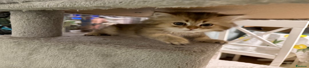 British Longhair Kitten 4