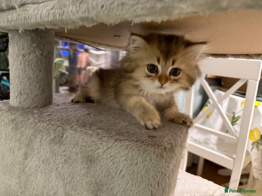 British Longhair cats for sale: British Longhair kittens - Image 13