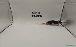 Rat rodents for sale: OCT: 32 Rats (7 Rats: 4 Boys, 3 Girls Left) - Advert 19