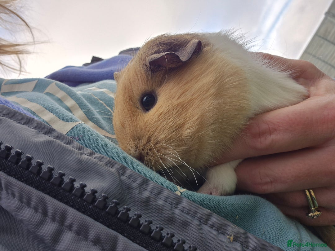 Guinea Pig rodents for sale: Silkie x American bonded sisters  - Advert 7