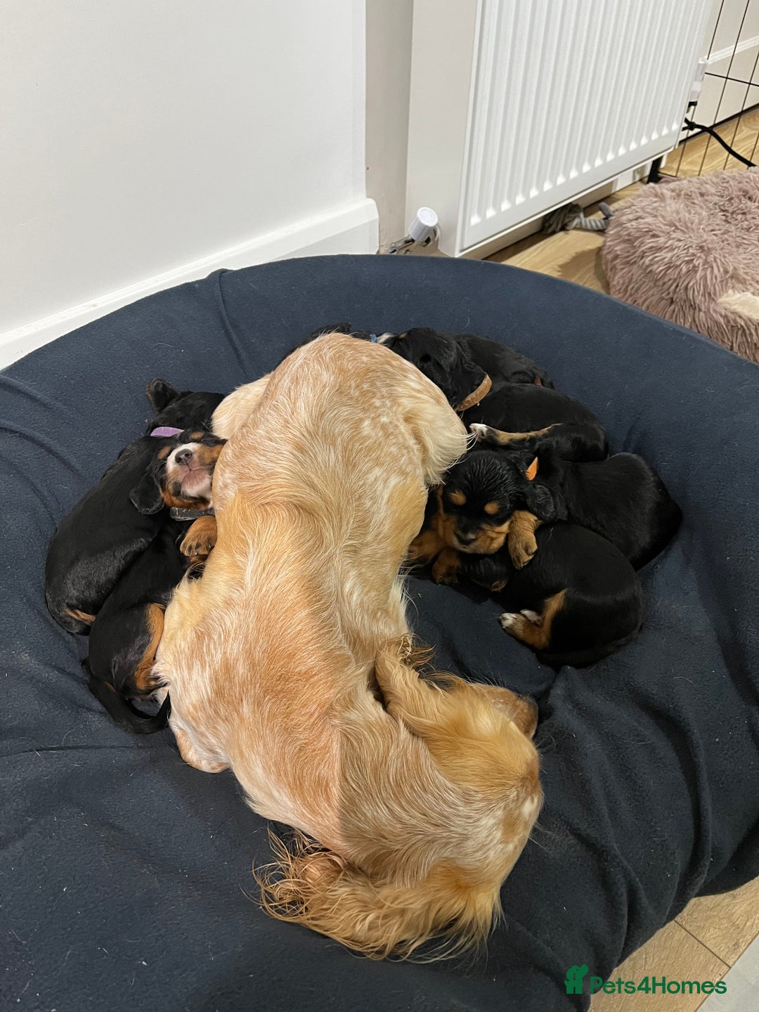 Cocker Spaniel dogs for sale: Male Working Cocker Spaniel Puppies for sale - Image 10