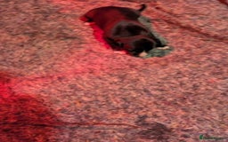Whippet dogs for sale: Whippet puppies - Image 7