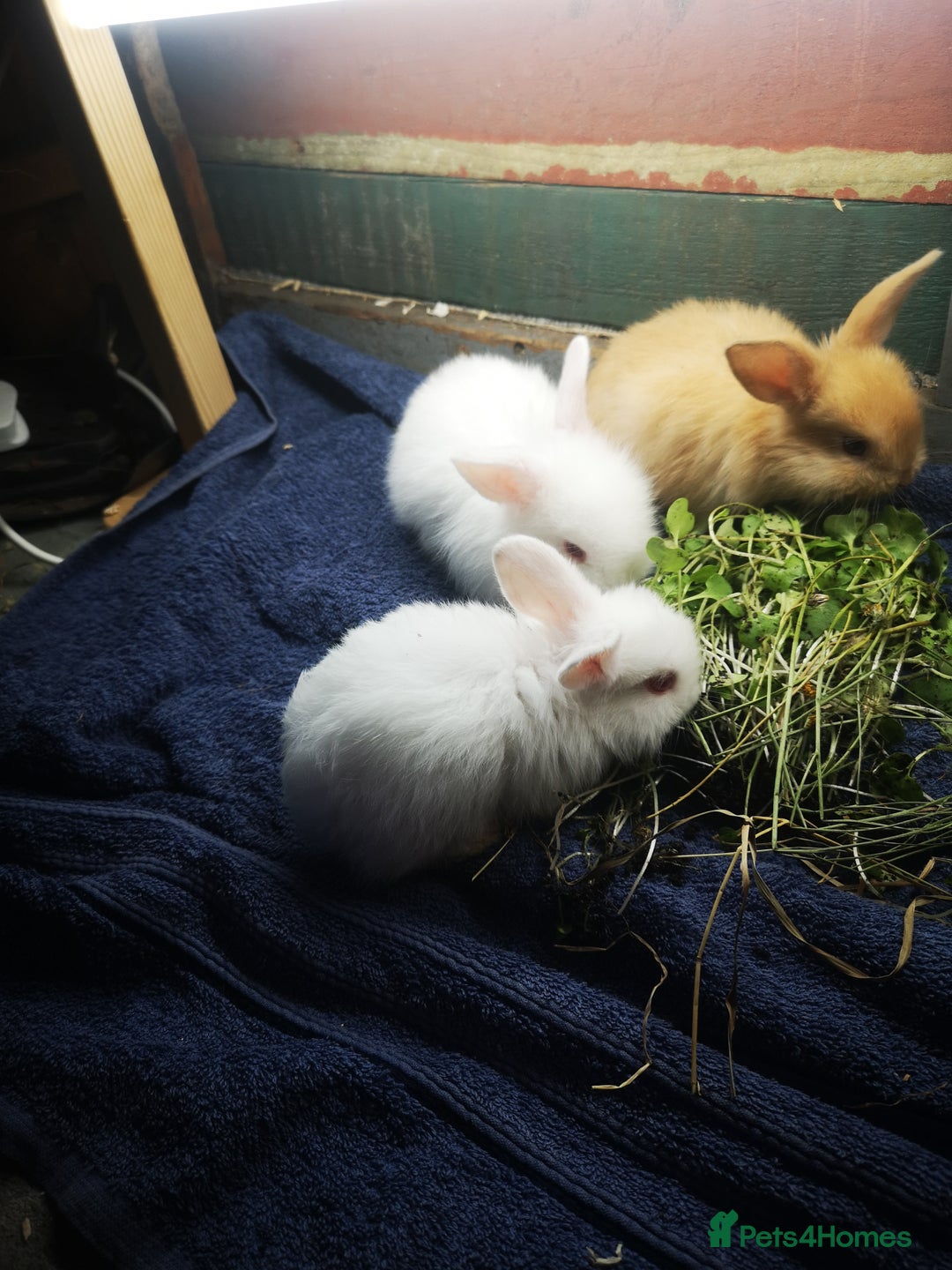 English rabbits for sale: Beutiful baby rabbits  - Image 3