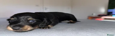Miniature Dachshund Puppy 1