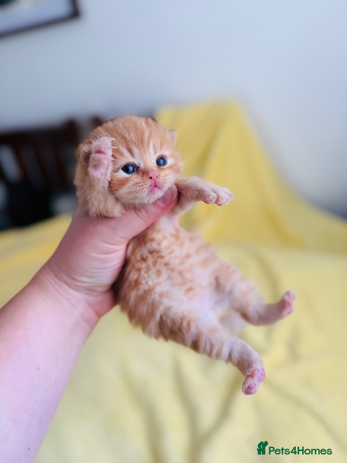 British Shorthair cats 💜❤️BSH babies , red, lilac TICA reg, ready Nov - Advert 1