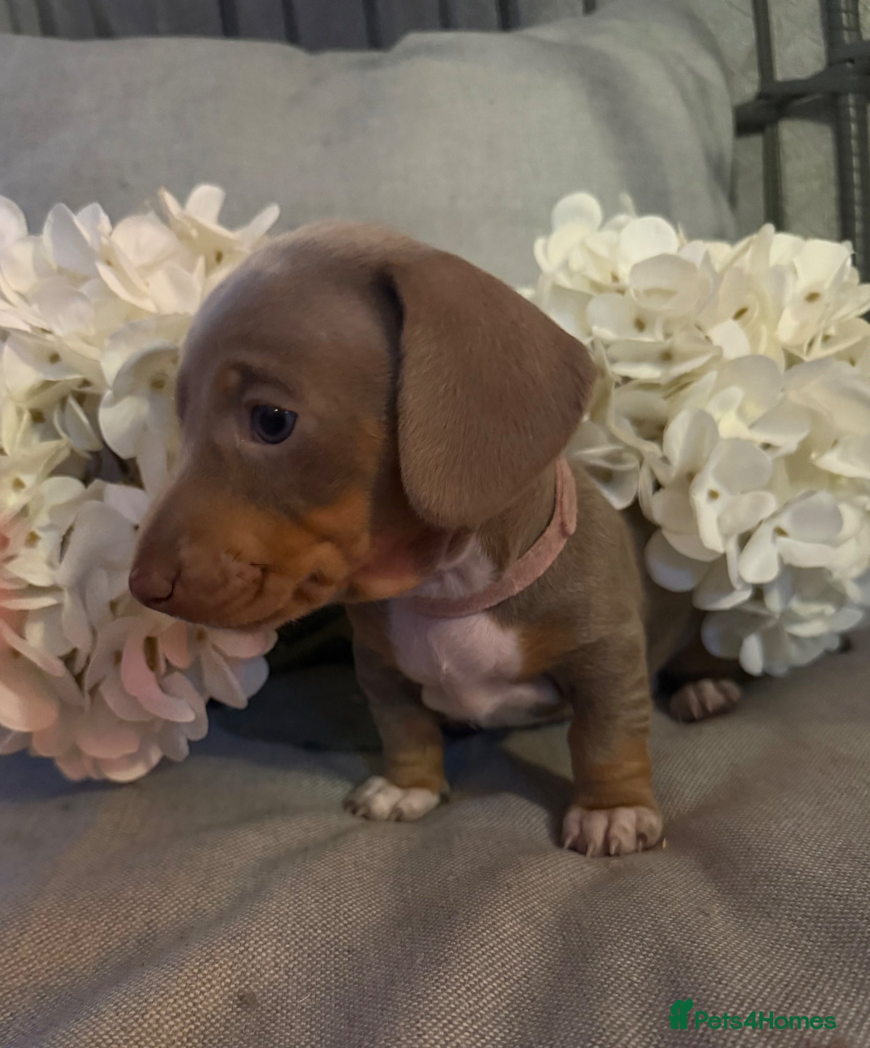 Miniature Dachshund dogs BEAUTIFUL MINI DACHSHUNDS  - Advert 9