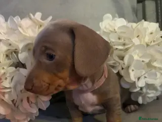 Miniature Dachshund dogs BEAUTIFUL MINI DACHSHUNDS - Advert 9