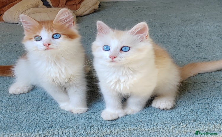 Mixed Breed cats - Advert 1