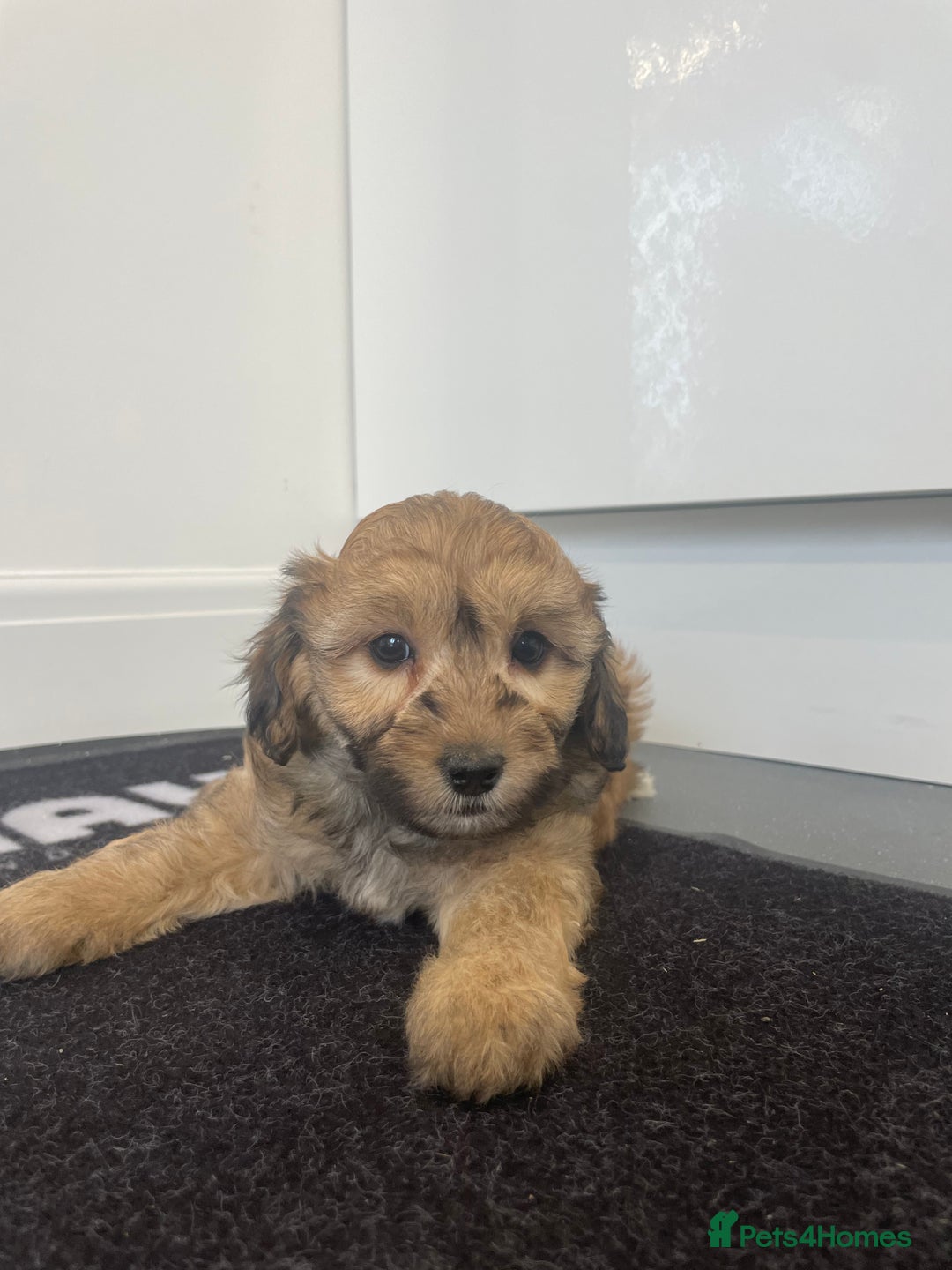 Cavapoochon dogs for sale: Beautiful Cavapoochon puppies for sale  - Image 13
