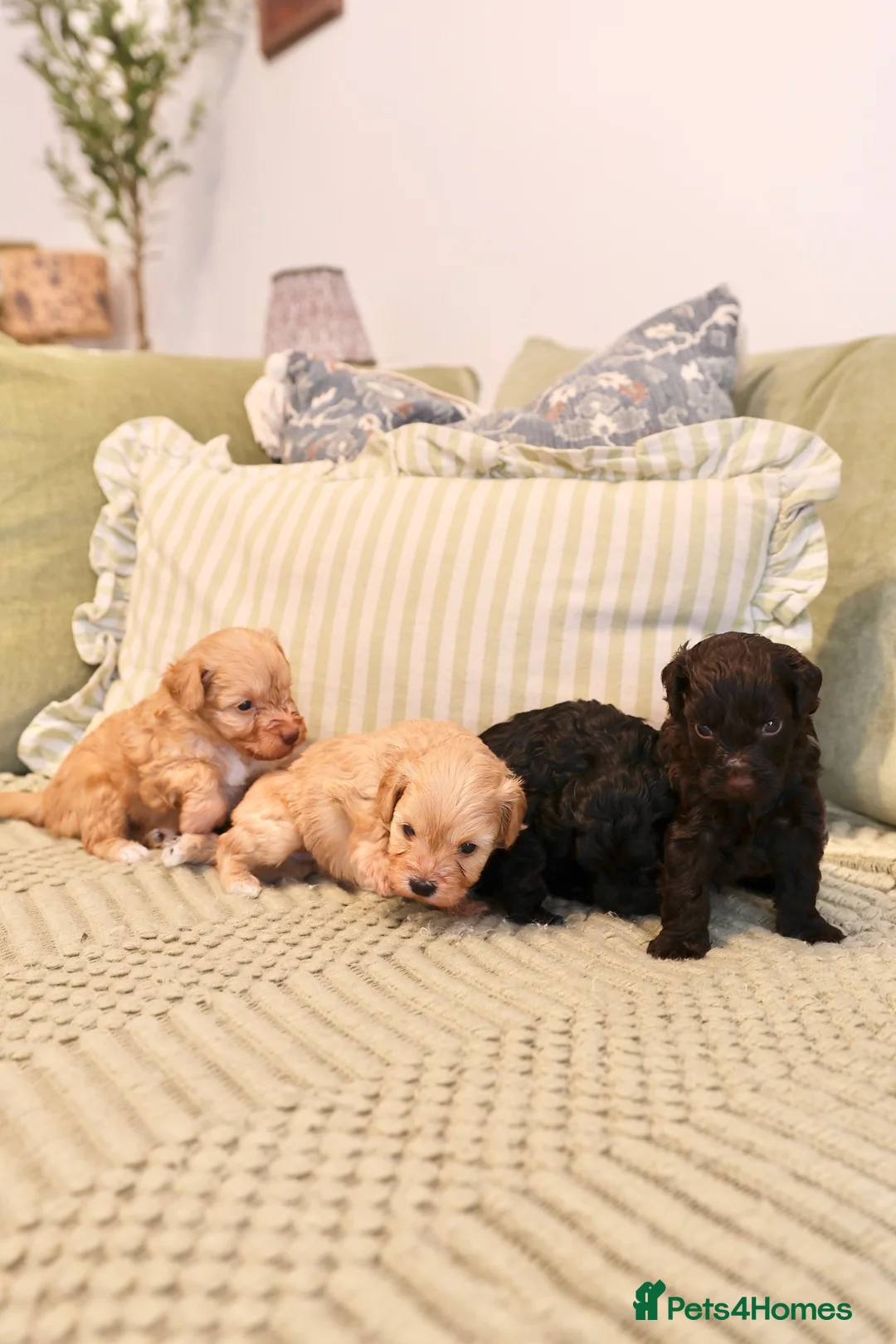 Schnoodle dogs for sale: Gorgeous Schnoodle Puppies 🐾 - Advert 1