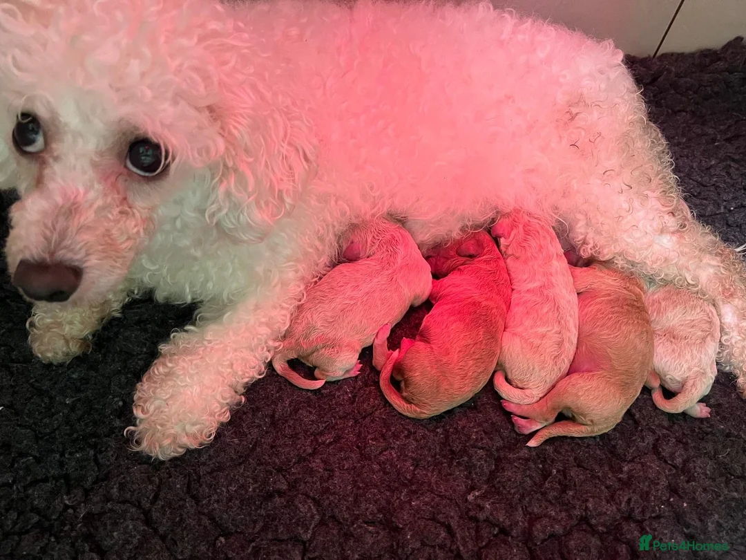 Poochon dogs for sale: Beautiful Pochoon puppies!! - Advert 13